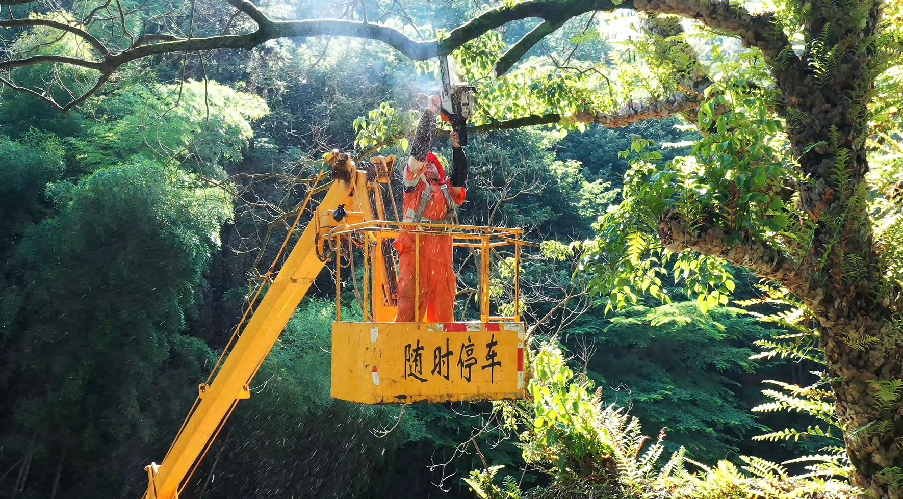 江西省赣州市全南县城区绿地养护项目